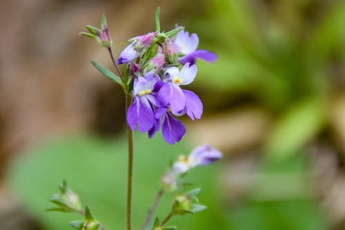 Violet blue-eyed mary (Collinsia violacea)