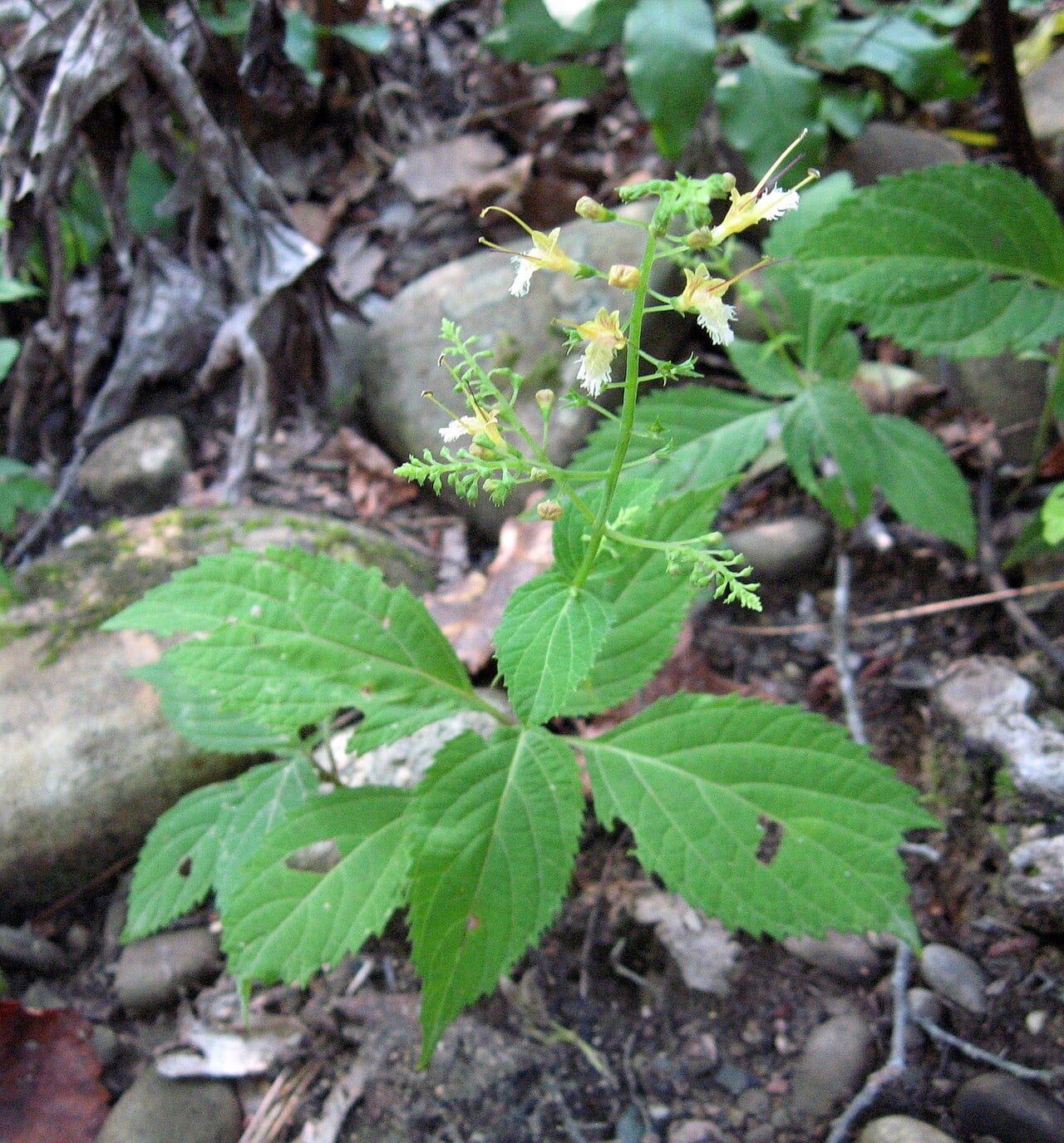 Richweed (Collinsonia canadensis)