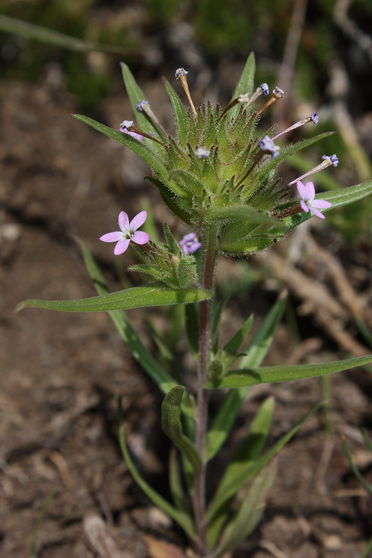 Tiny trumpet (Collomia linearis)
