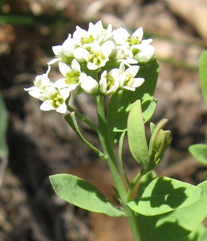 Bastard toadflax (Comandra umbellata)
