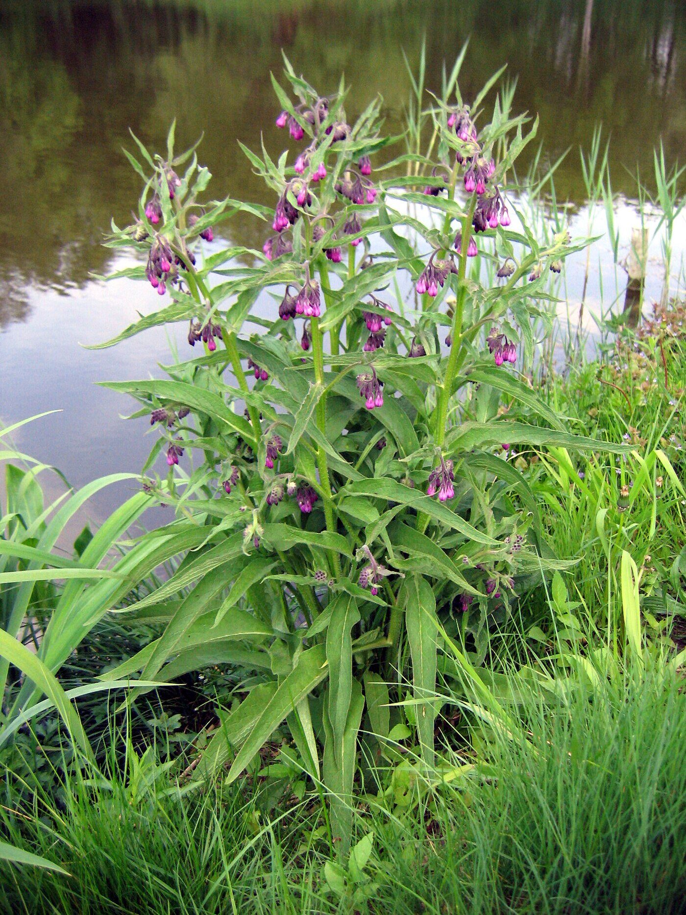 Comfrey (Symphytum officinale) — broad hairy leaves and pendant pink-purple flowers