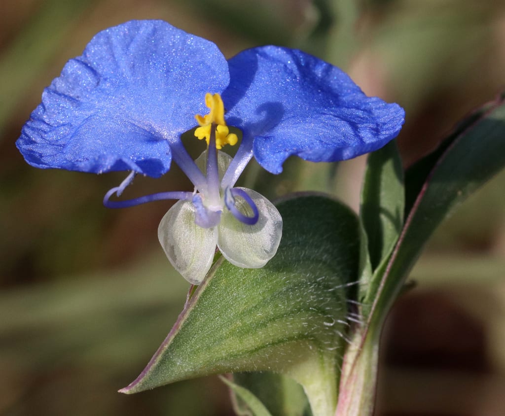 Whitemouth dayflower (Commelina erecta var. erecta)