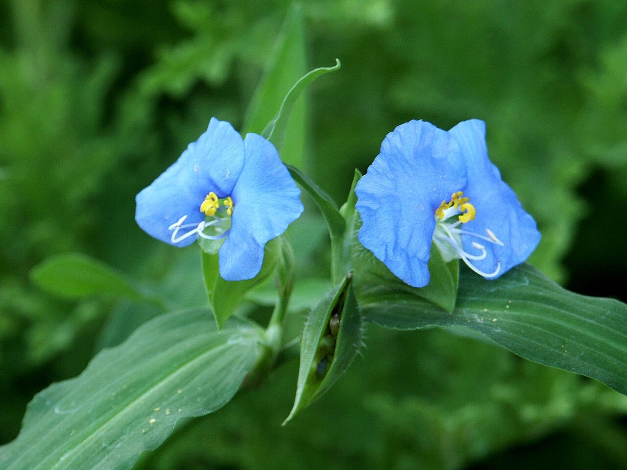 Dayflower (Commelina erecta)
