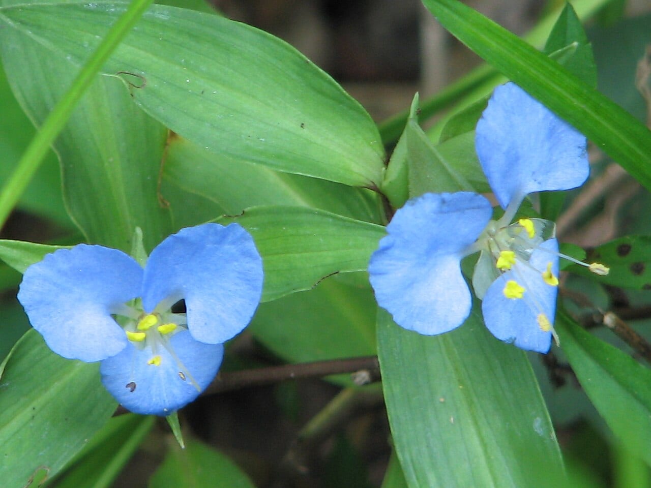 Virginia dayflower (Commelina virginica)