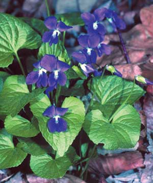 Common Blue Violet (Viola sororia) with heart-shaped leaves and purple flowers in bloom