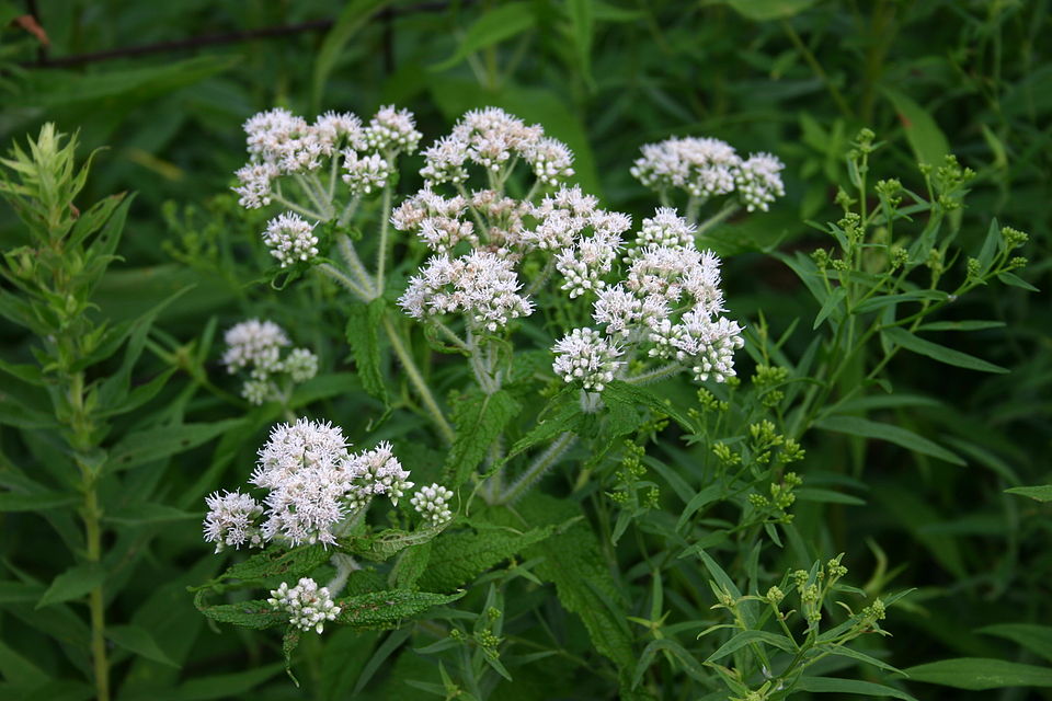 Common Boneset (Eupatorium perfoliatum) with broad clusters of fuzzy white flowers and perfoliate leaves