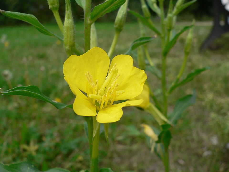 Common Evening Primrose (Oenothera biennis) flower spike with bright yellow four-petaled blooms opening at dusk