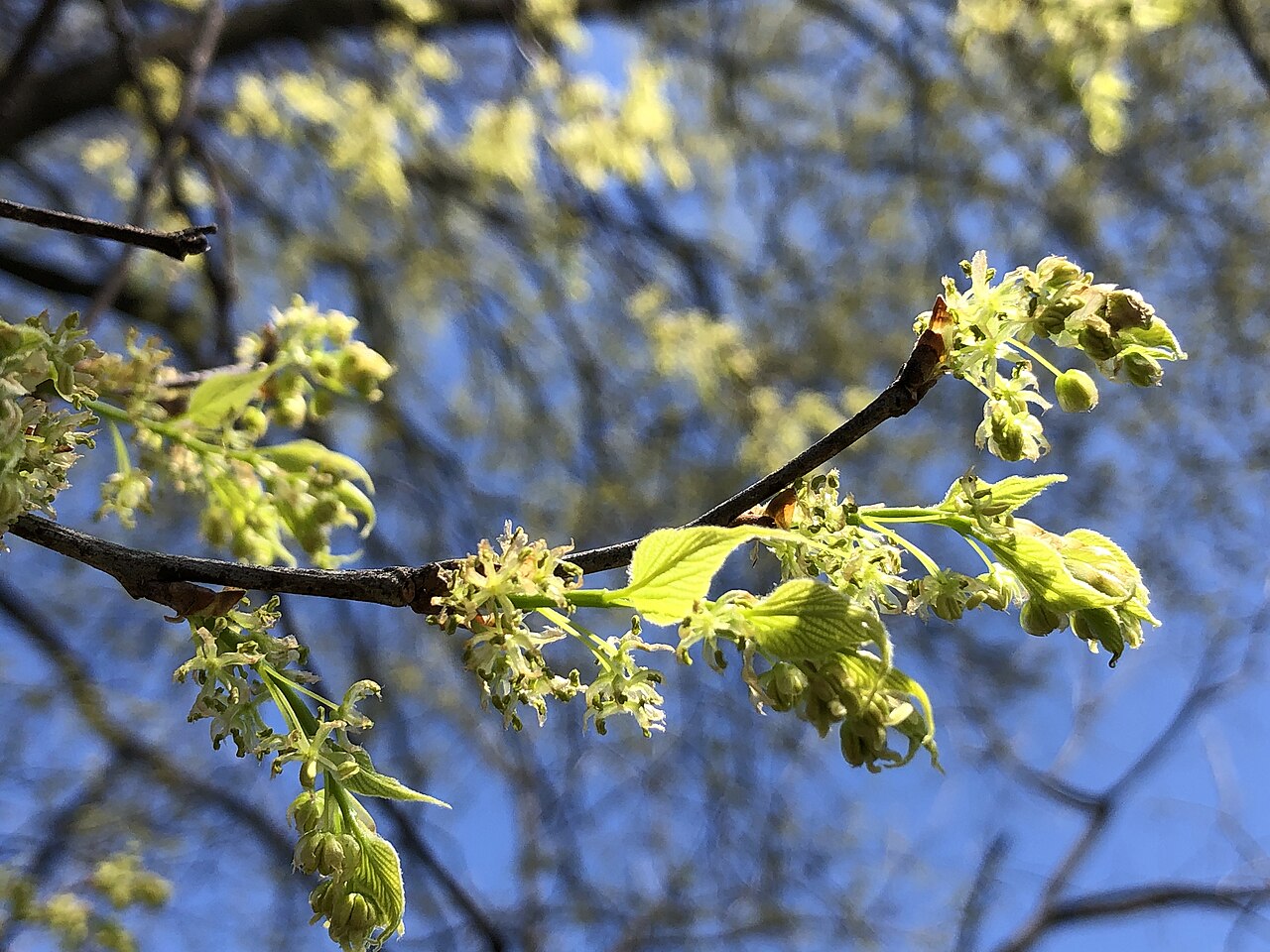Common Hackberry (Celtis occidentalis) — mature tree with corky, warty bark and elm-like leaves