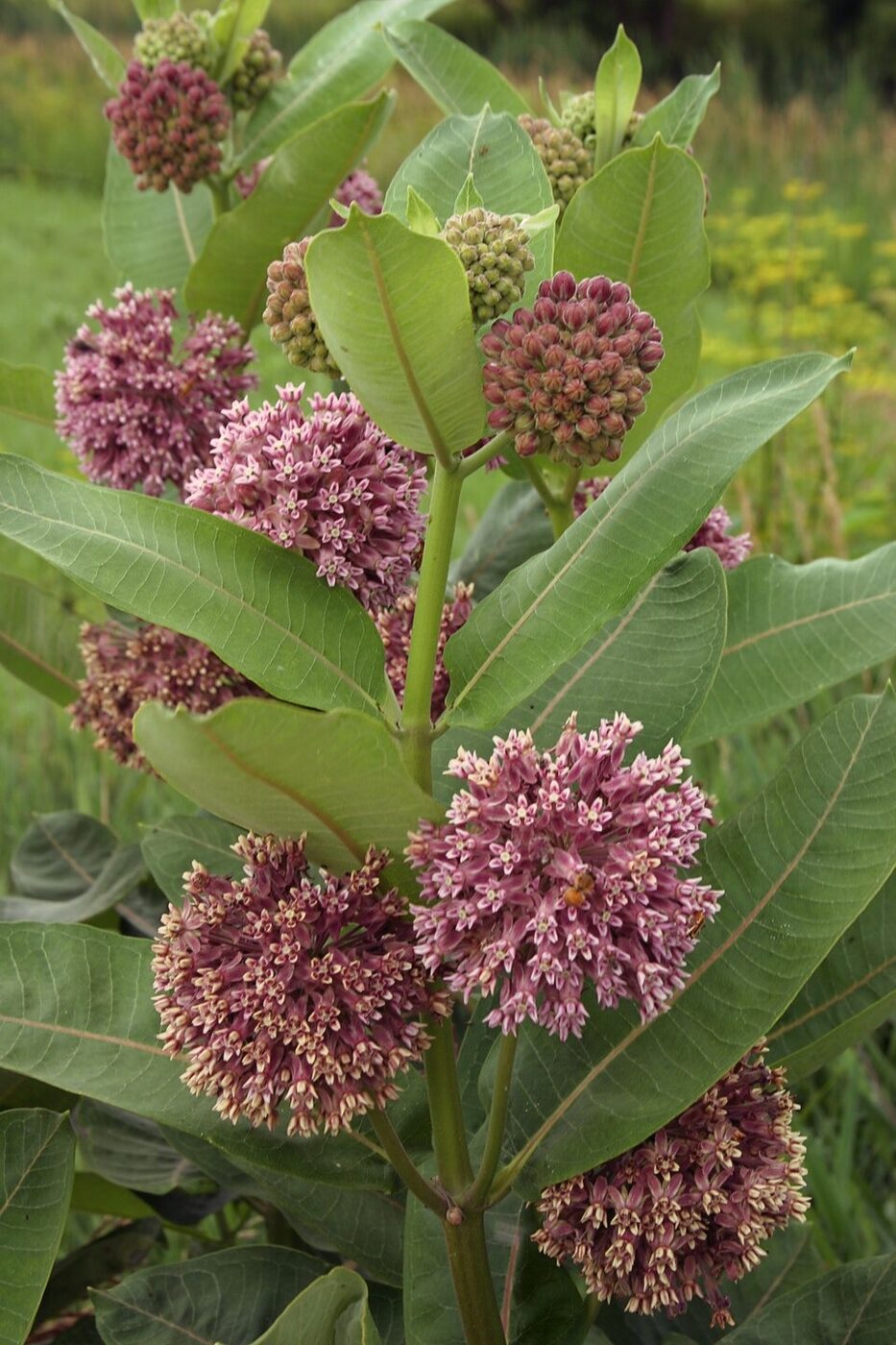 Common Milkweed (Asclepias syriaca) — pink-purple flower umbel and broad opposite leaves
