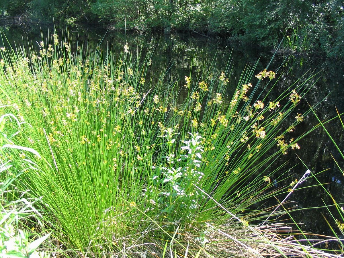 Common Rush (Juncus effusus) showing dense clump of cylindrical green stems rising from shallow water