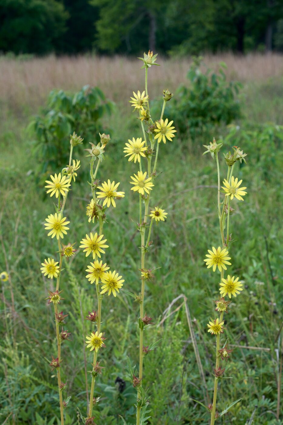 Compass Plant (Silphium laciniatum) — yellow composite flower and deeply pinnately cut basal leaf