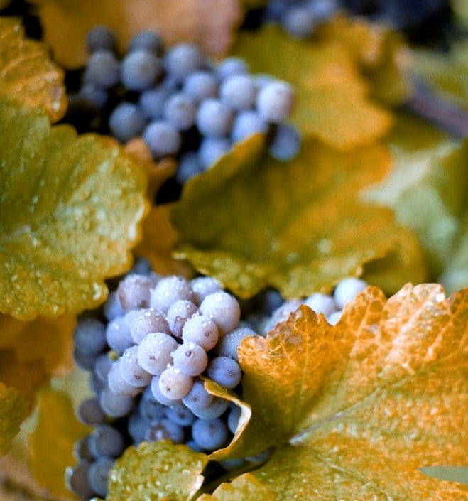 Concord Grape (Vitis × labruscana)