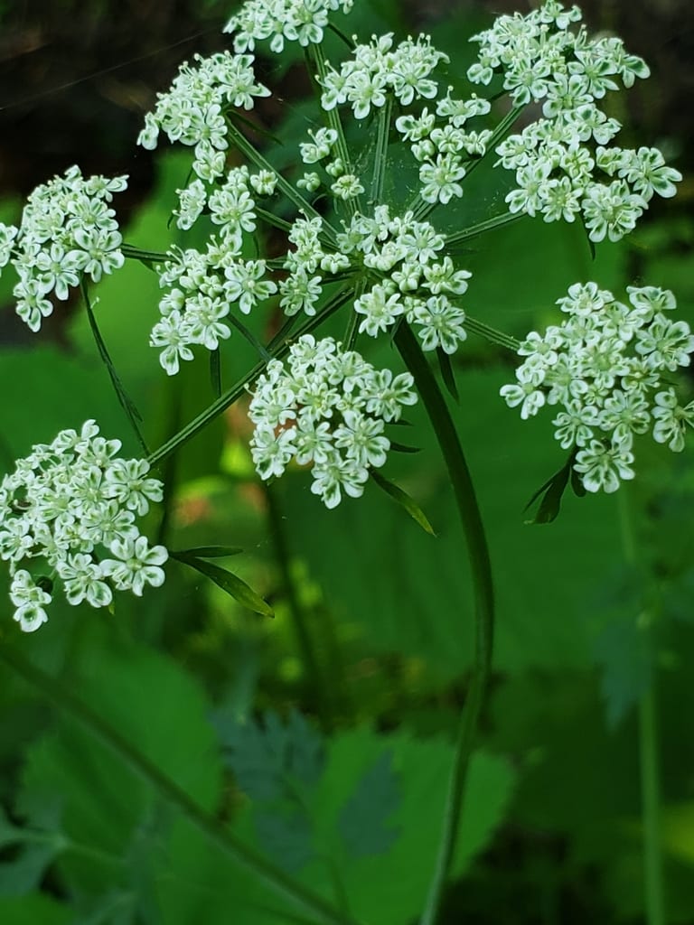 Chinese hemlockparsley (Conioselinum chinense)