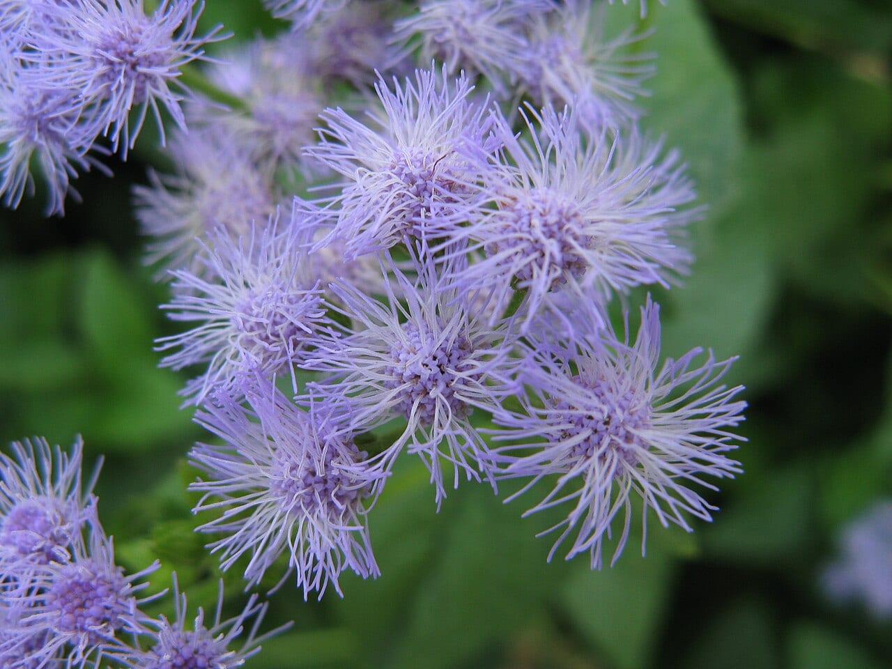 Blue mistflower (Conoclinium coelestinum)
