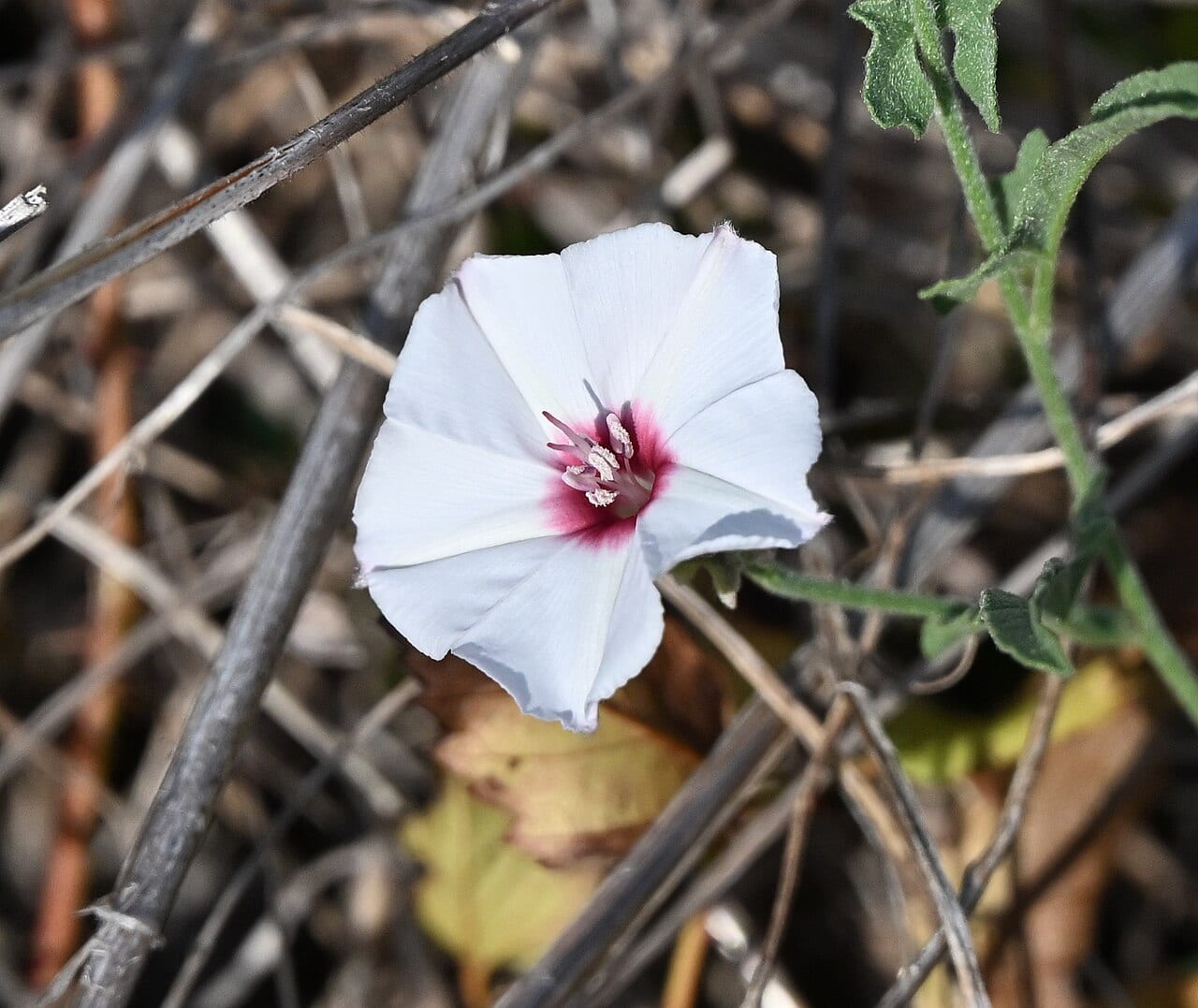 Texas bindweed (Convolvulus equitans)