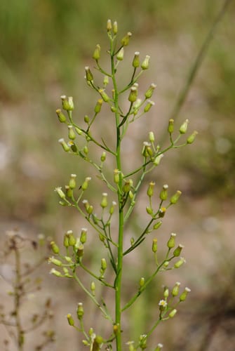 Canadian horseweed (Conyza canadensis var. canadensis)