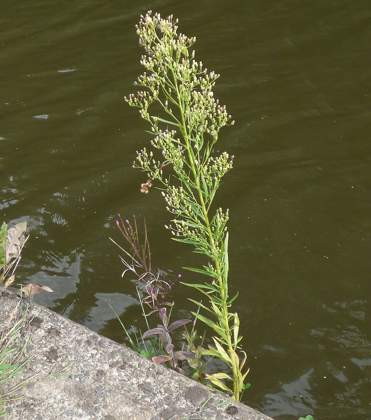 Horseweed (Conyza canadensis)