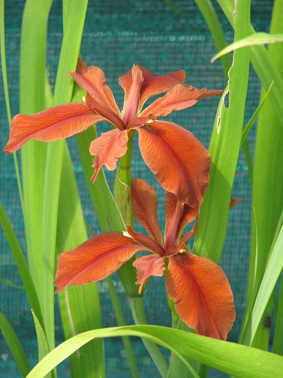 Copper Iris (Iris fulva) in bloom with distinctive terracotta-red falls and erect standards