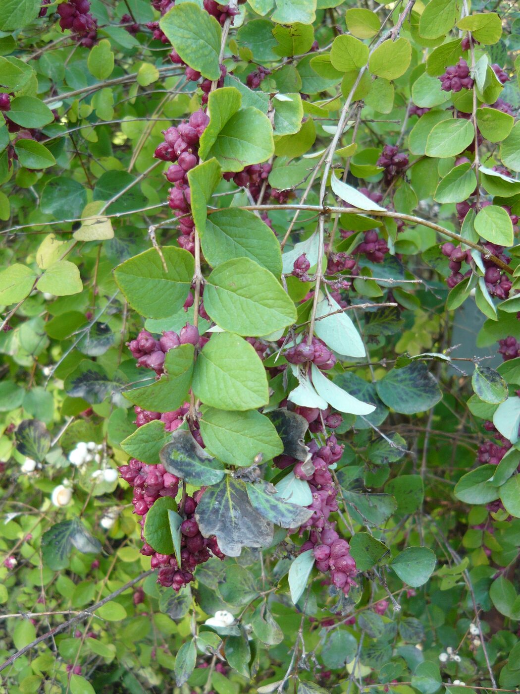 Coralberry (Symphoricarpos orbiculatus) — clusters of magenta-pink winter fruit on bare arching stems