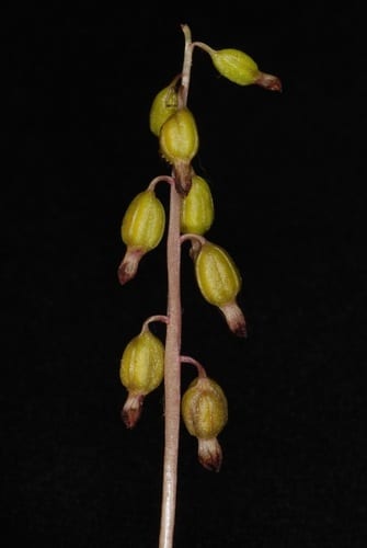 Autumn coral root (Corallorhiza odontorhiza var. odontorhiza)