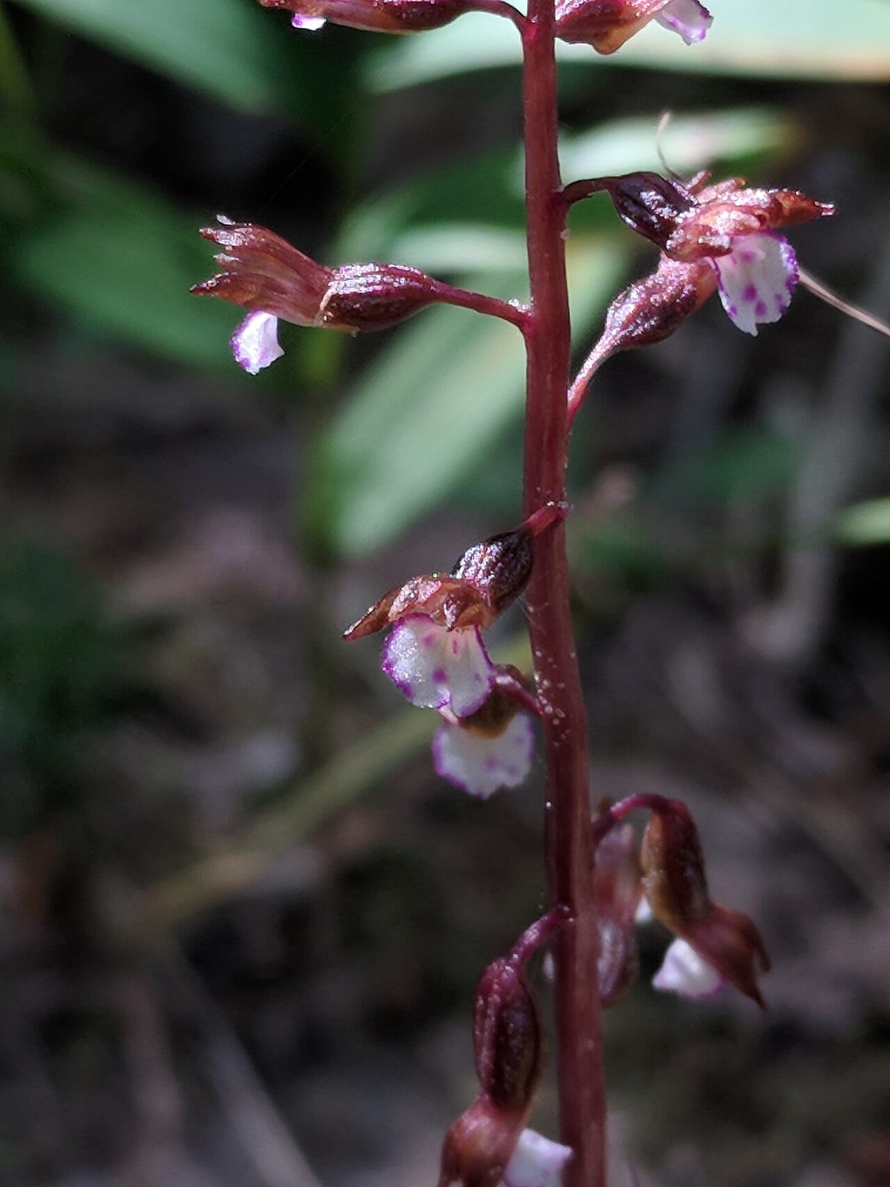 Autumn coralroot (Corallorhiza odontorhiza)