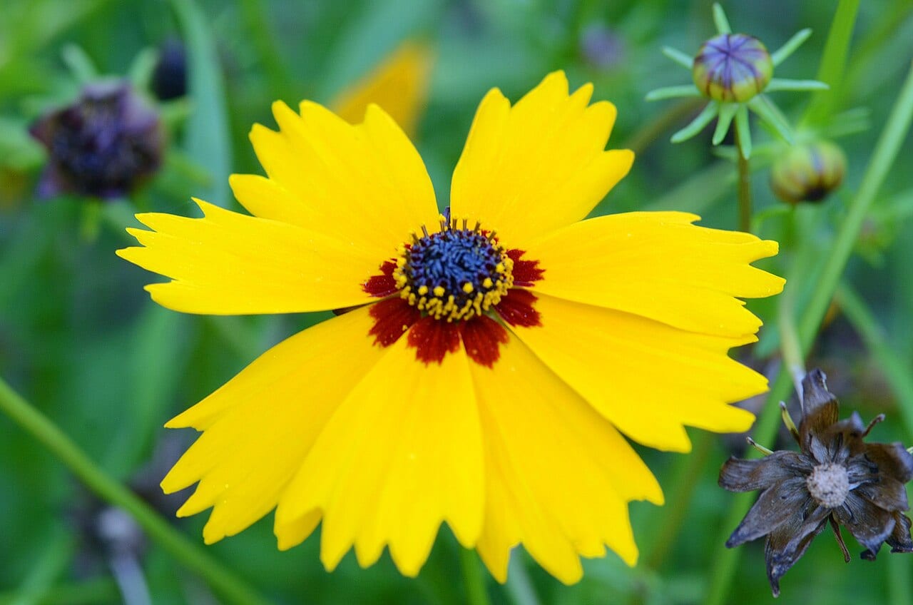 Goldenmane tickseed (Coreopsis basalis)