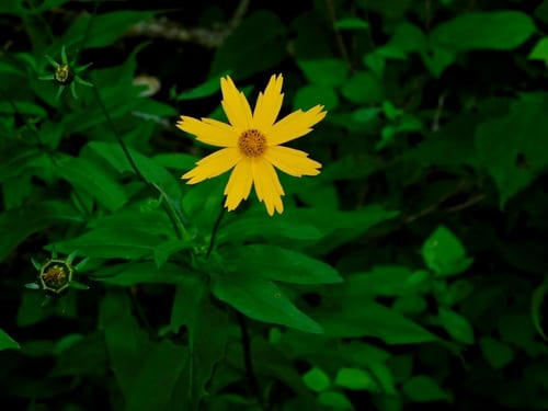 Star tickseed (Coreopsis pubescens var. pubescens)
