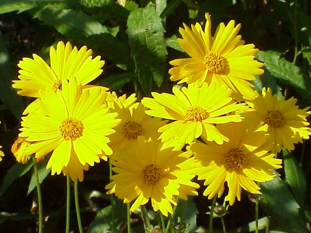 Star tickseed (Coreopsis pubescens)
