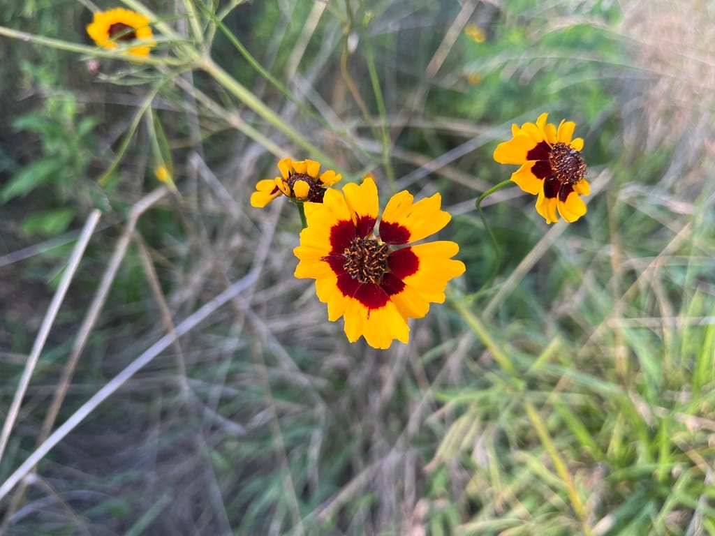 Golden tickseed (Coreopsis tinctoria var. tinctoria)