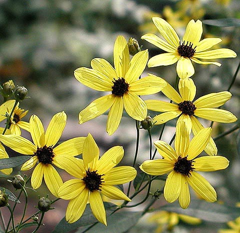 Tall tickseed (Coreopsis tripteris)