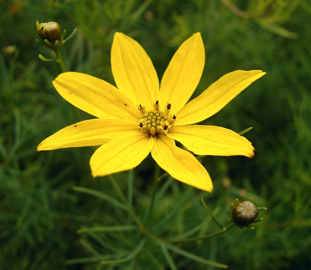 Threadleaf coreopsis (Coreopsis verticillata)