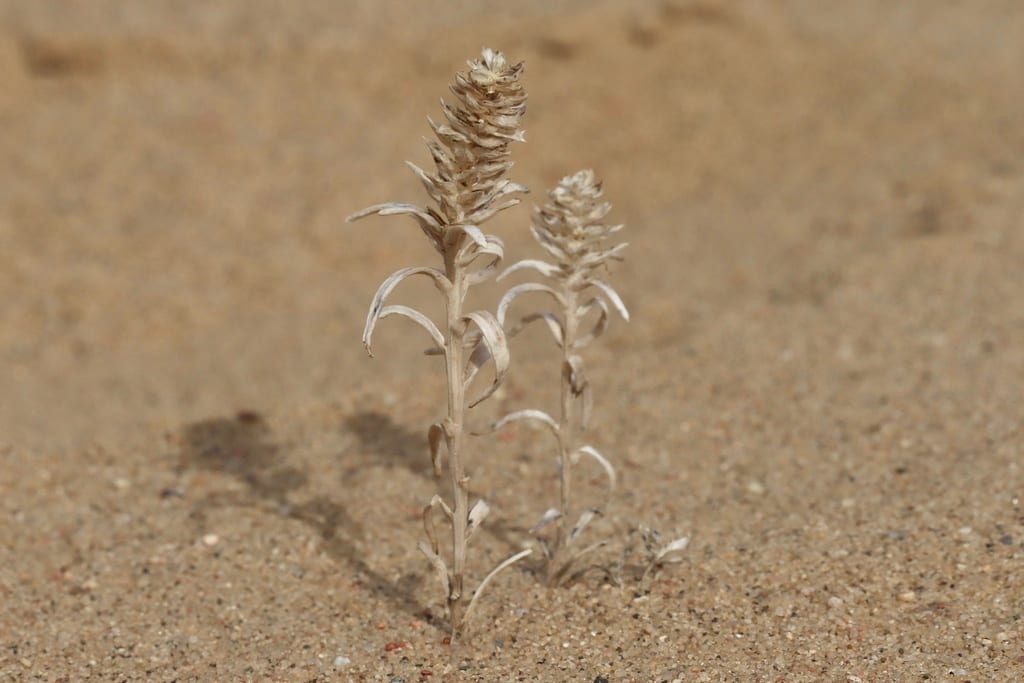 American bugseed (Corispermum americanum var. rydbergii)