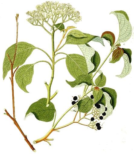 Alternateleaf dogwood (Cornus alternifolia)