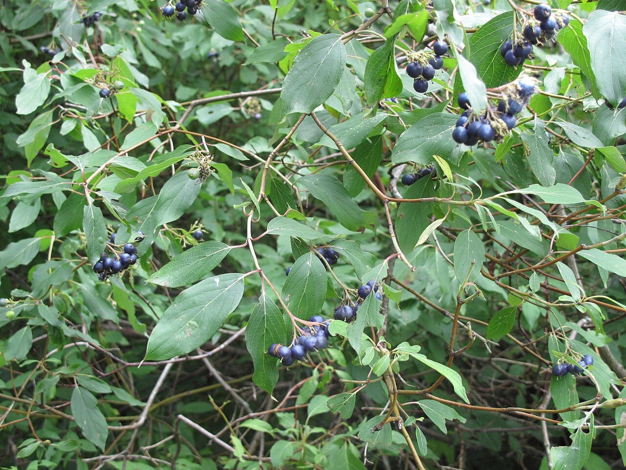 Silky dogwood (Cornus obliqua)