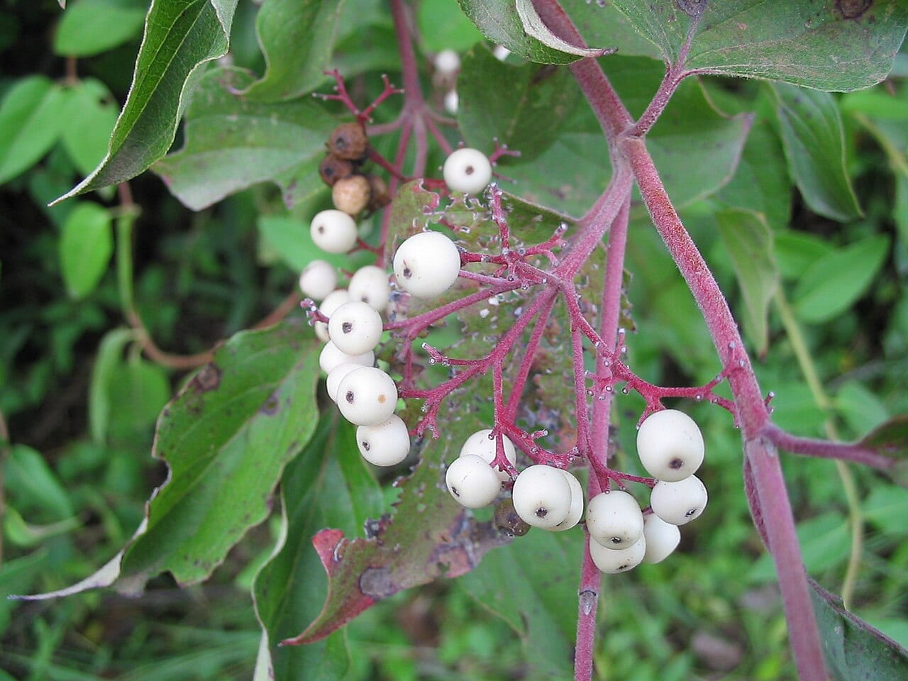 Gray dogwood (Cornus racemosa)
