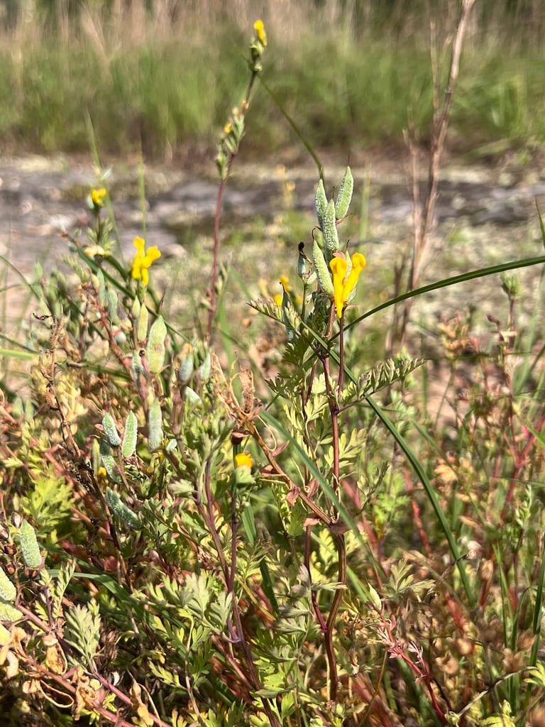 Mealy corydalis (Corydalis crystallina)