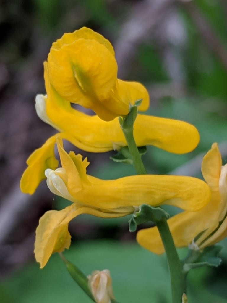 Curvepod fumewort (Corydalis curvisiliqua ssp. occidentalis)