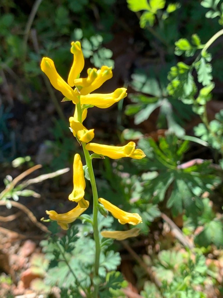 Small-flower fumewort (Corydalis micrantha ssp. micrantha)