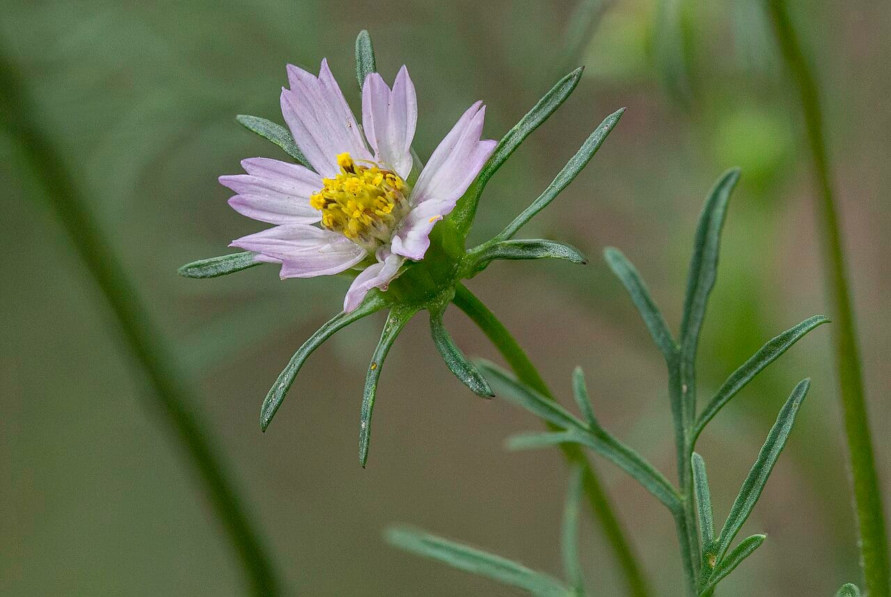 Southwestern cosmos (Cosmos parviflorus)