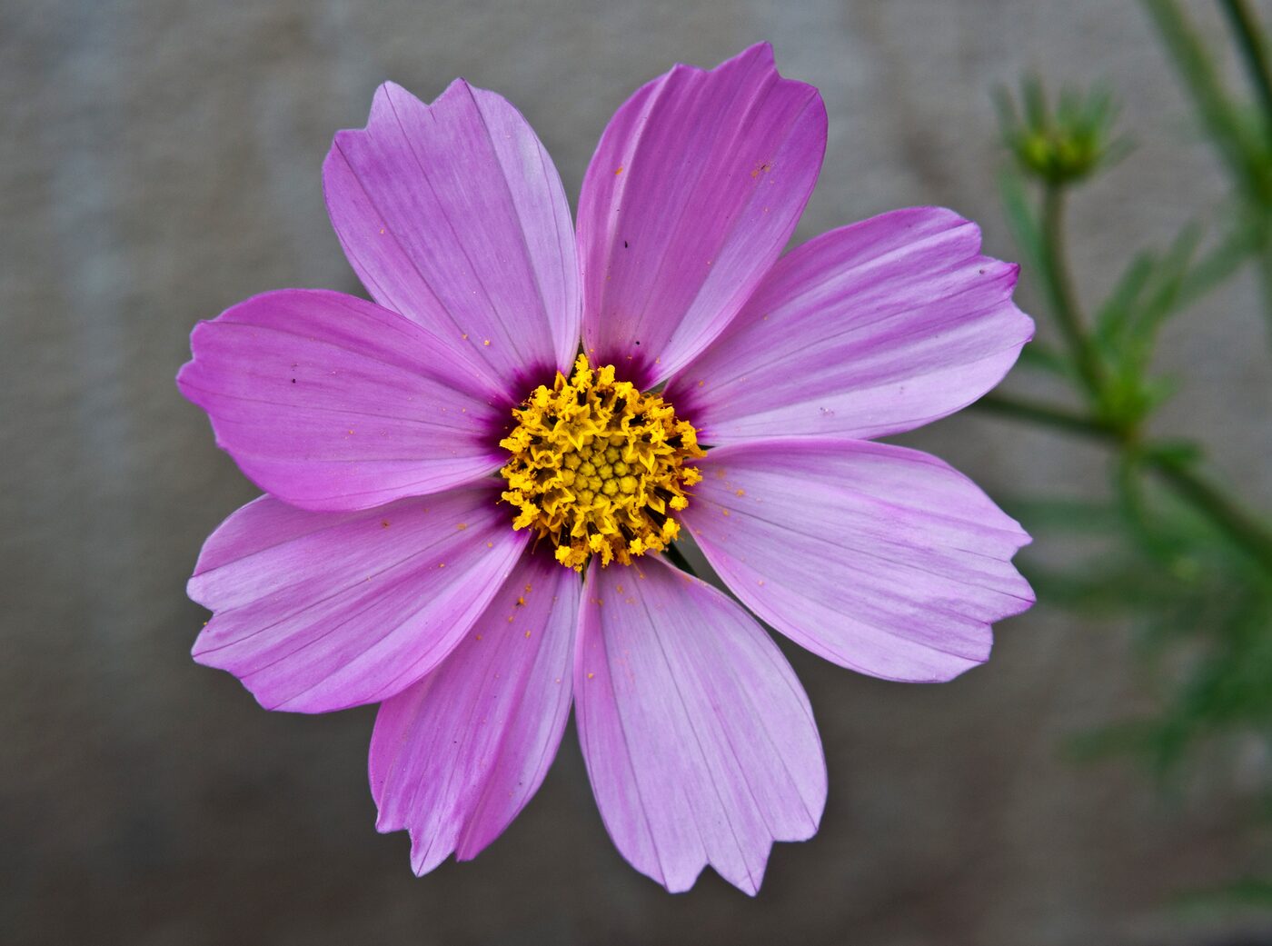 Cosmos (Cosmos bipinnatus) — pink and white daisy flowers above feathery foliage