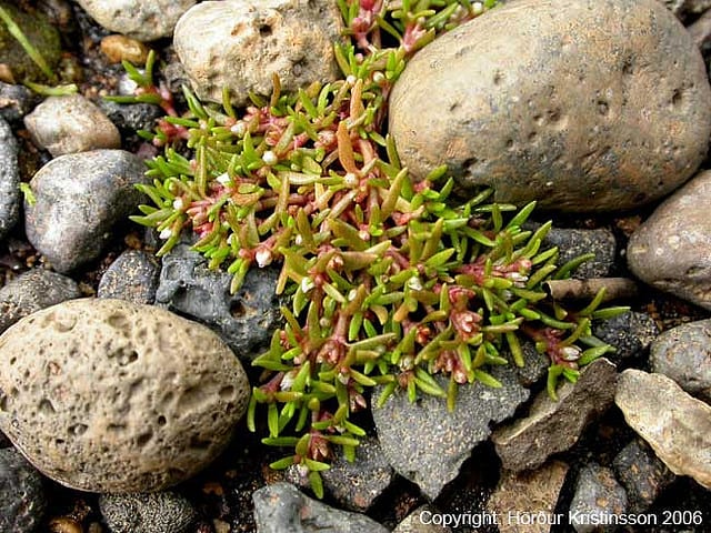 Water pygmyweed (Crassula aquatica)