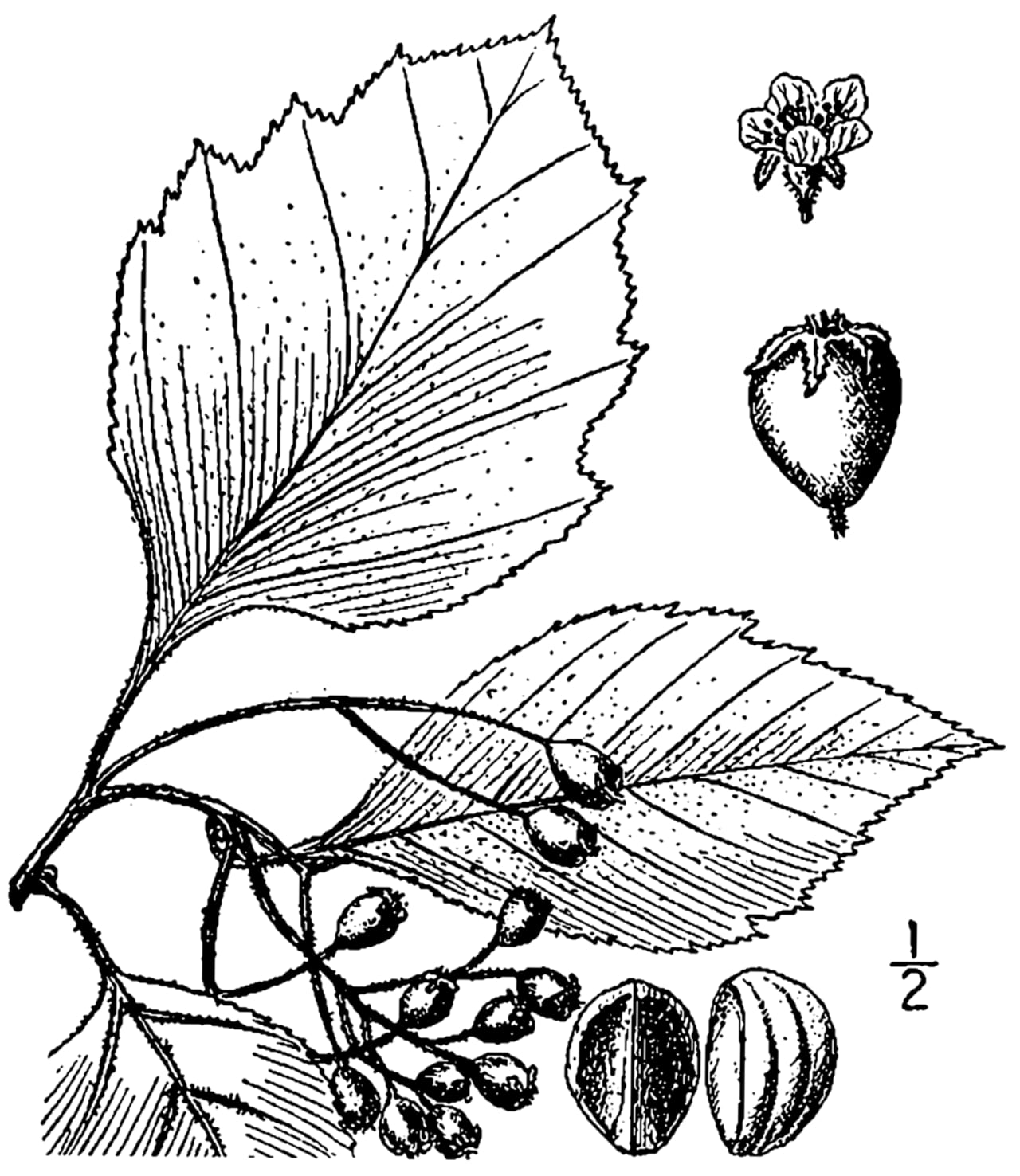 Pear hawthorn (Crataegus calpodendron)