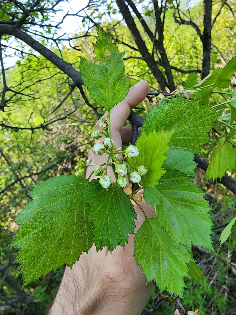 Fireberry hawthorn (Crataegus chrysocarpa var. chrysocarpa)
