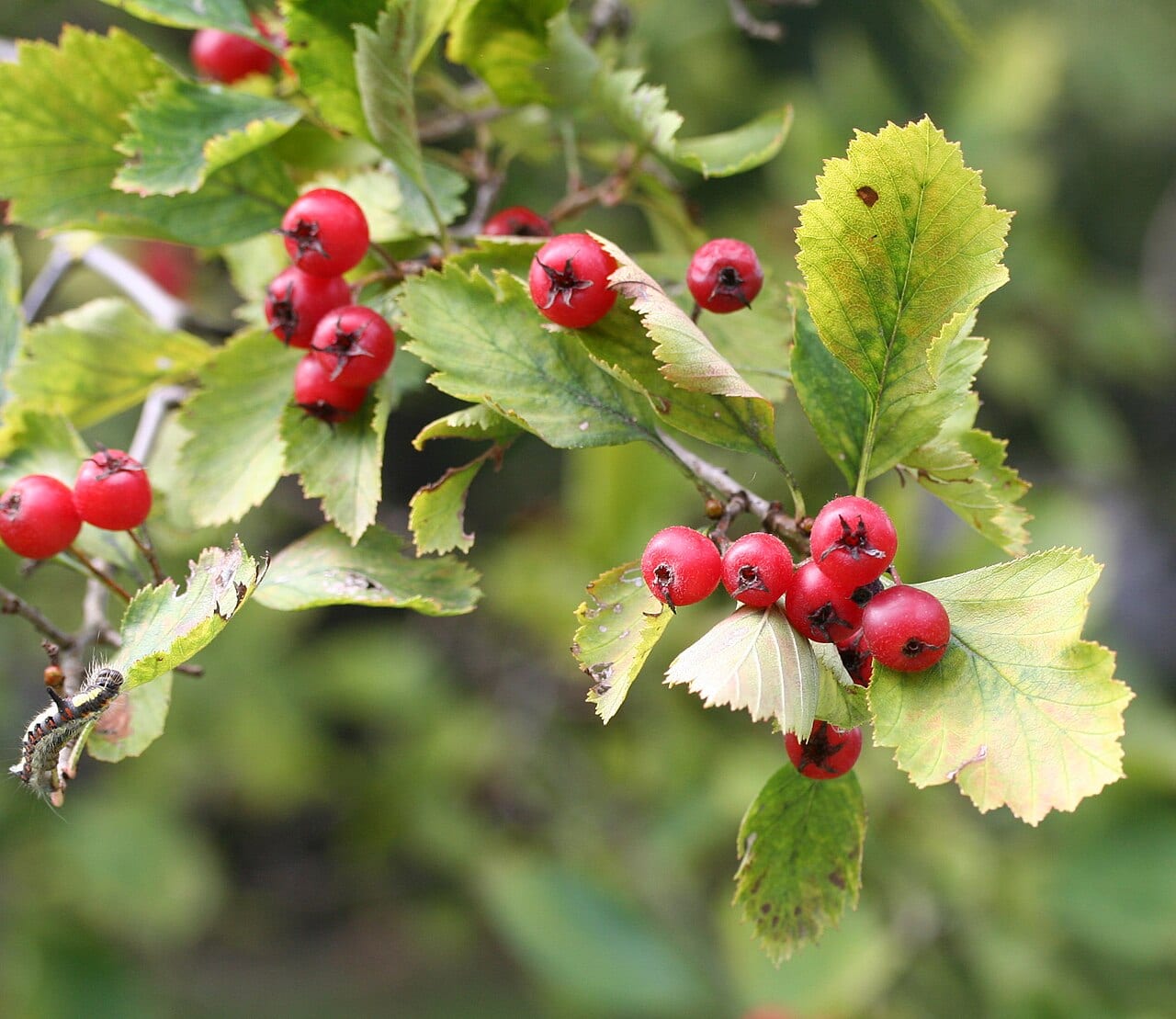 Fireberry hawthorn (Crataegus chrysocarpa)