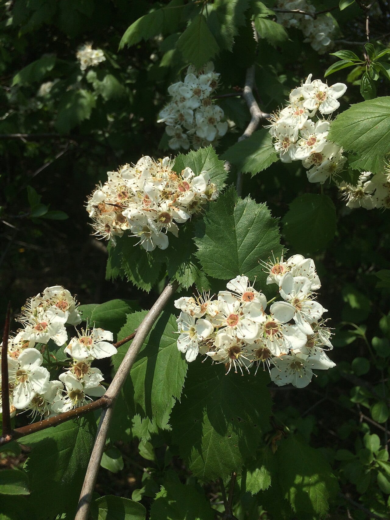 Kansas hawthorn (Crataegus coccinioides)