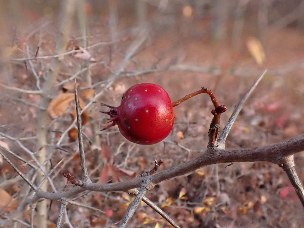 Cockspur hawthorn (Crataegus crus)