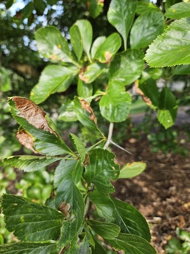 Spreading hawthorn (Crataegus disperma)