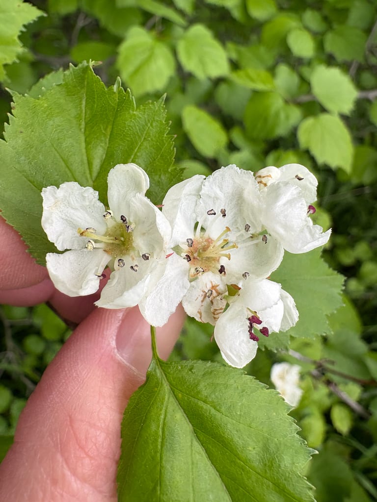 Northern hawthorn (Crataegus dissona)