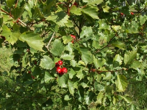 Fanleaf hawthorn (Crataegus flabellata)