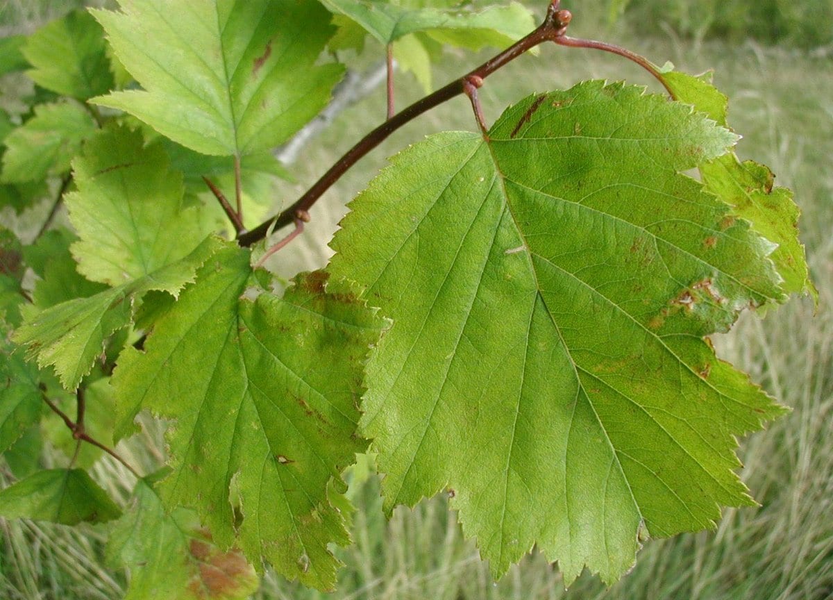 Copenhagen hawthorn (Crataegus intricata)